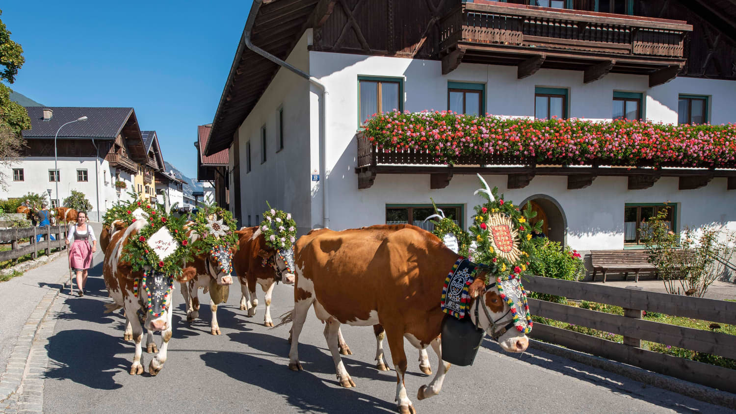 Kühe beim Almabtrieb