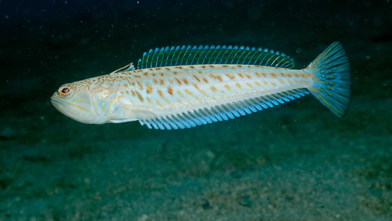 Ein Petermännchen schwimmt im Meer