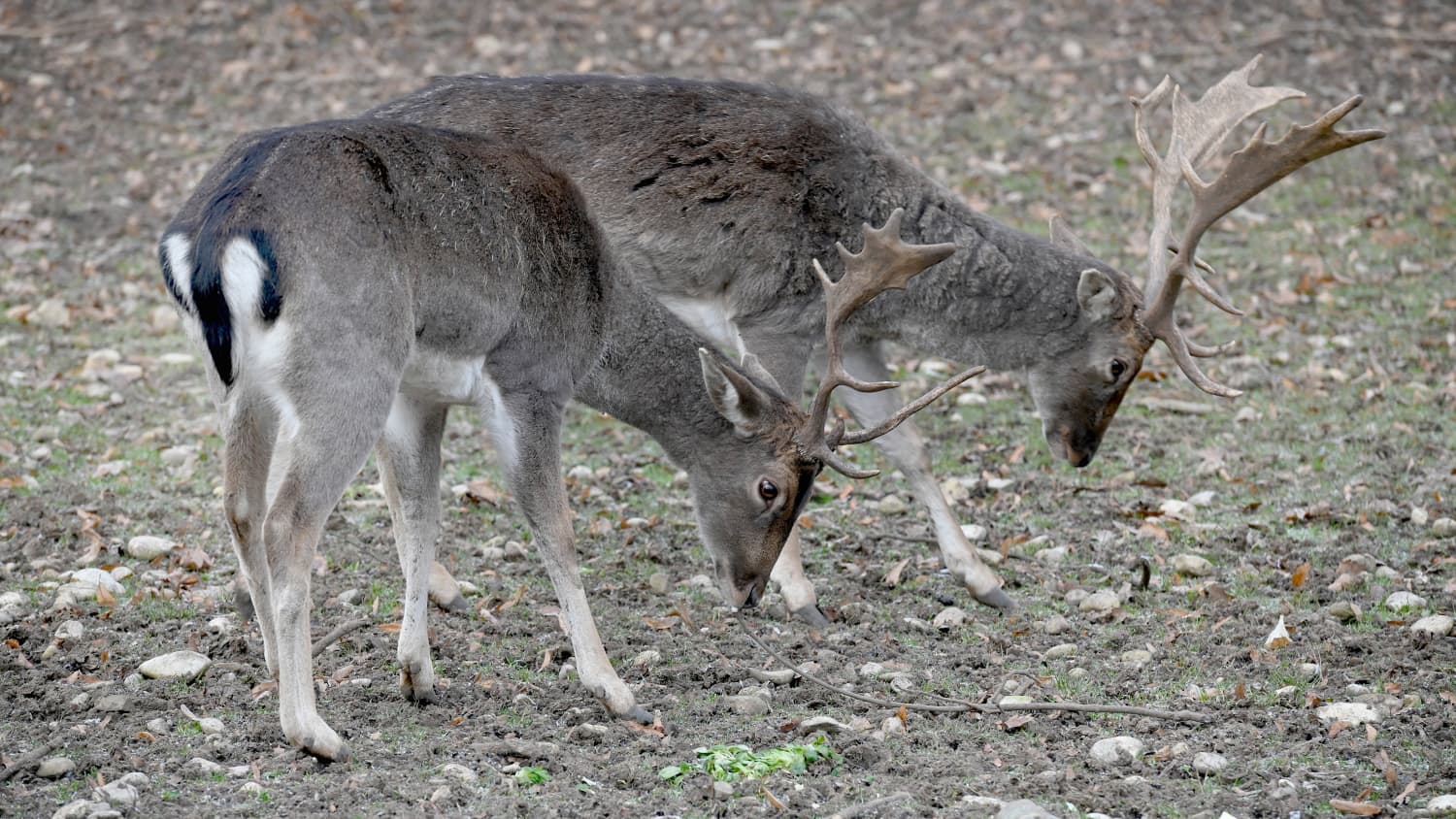 Zwei Hirsche im Hirschgarten in München