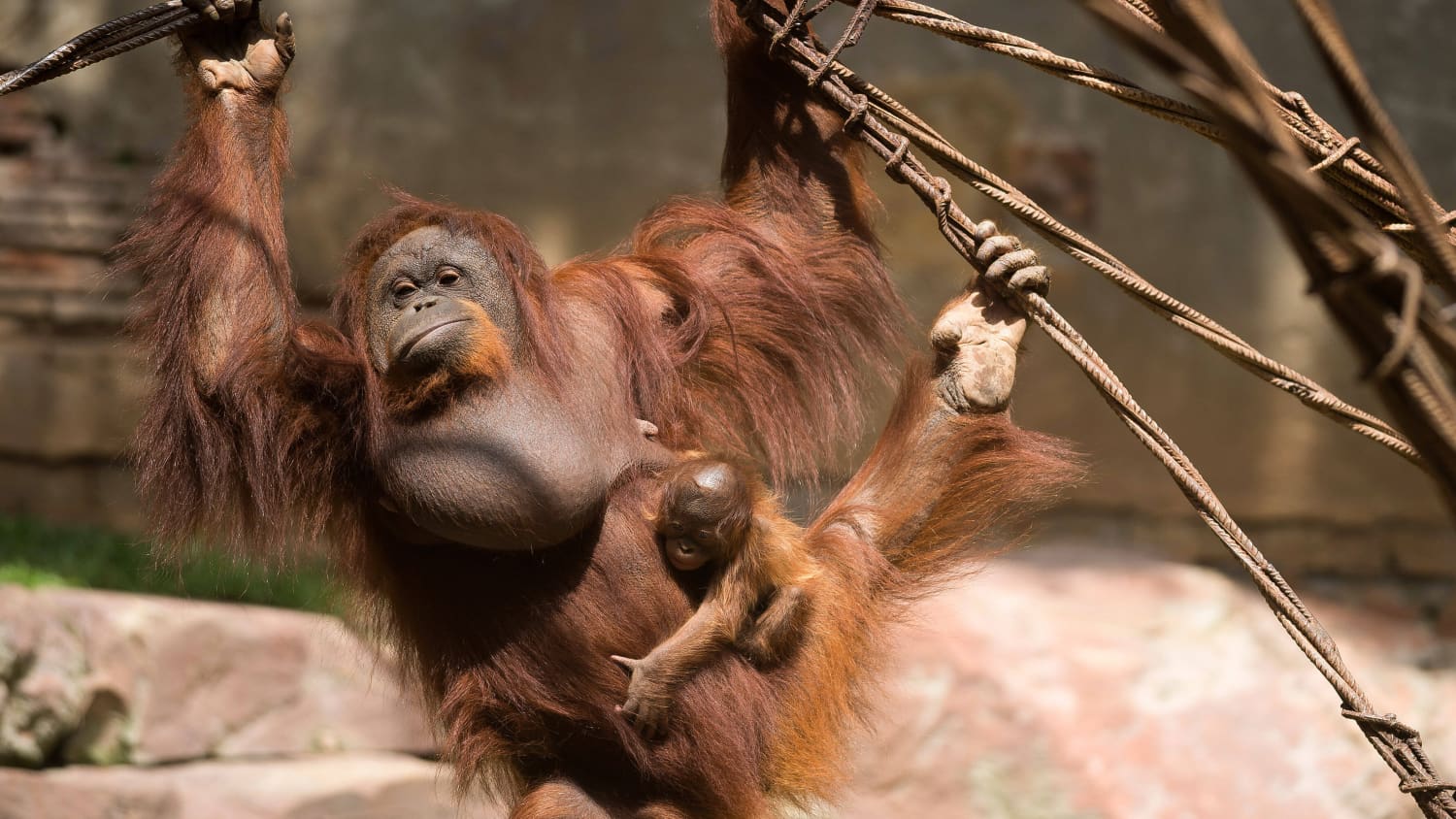 Ein Borneo-Orang-Utan namens Suli  mit seinem Baby in seinem Gehege in den Anlagen des Bioparc Fuengirola