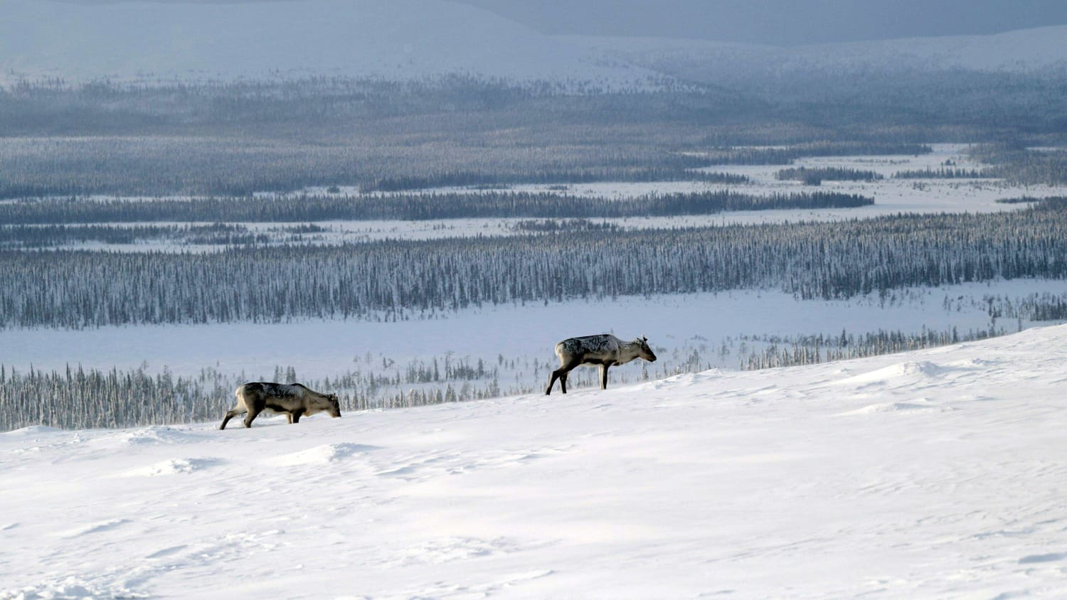 Rentiere im Pallas Yllästunturi Nationalpark in Finnland im Winter