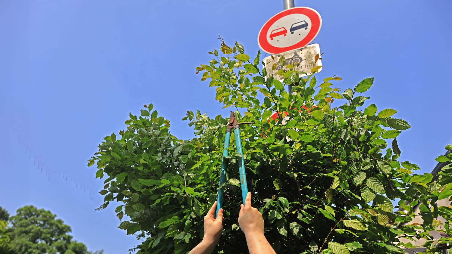 Eine Person beschneidet eine Hecke an einer Straße
