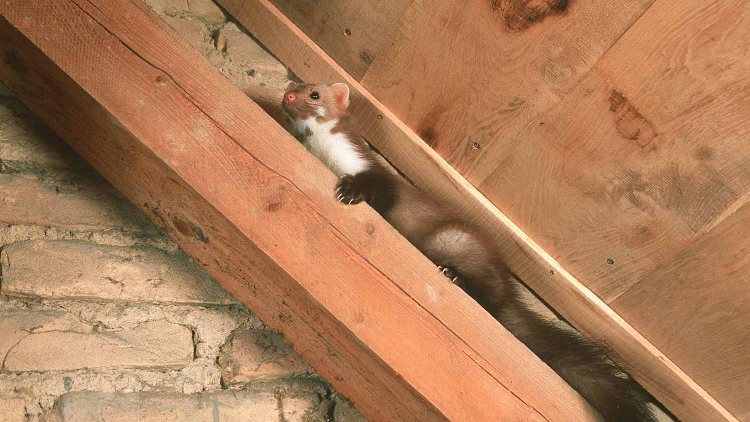 Ein Marder sitzt auf einem Dachboden auf einem Dachbalken