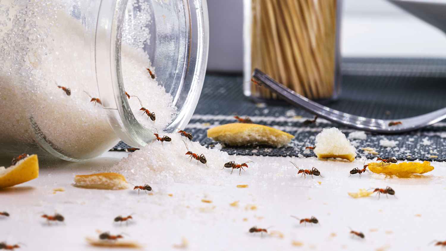 Eine Ameisenstrasse zu Hause führt in ein Zuckerglas