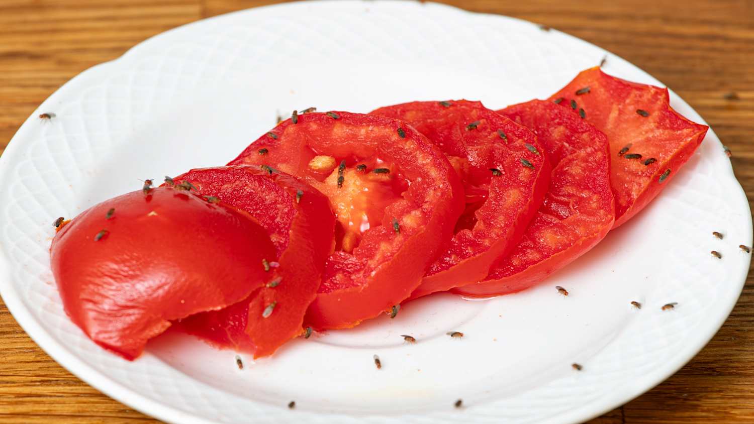 viele Fruchtfliegen tummeln sich an einer aufgeschnittenen Tomate