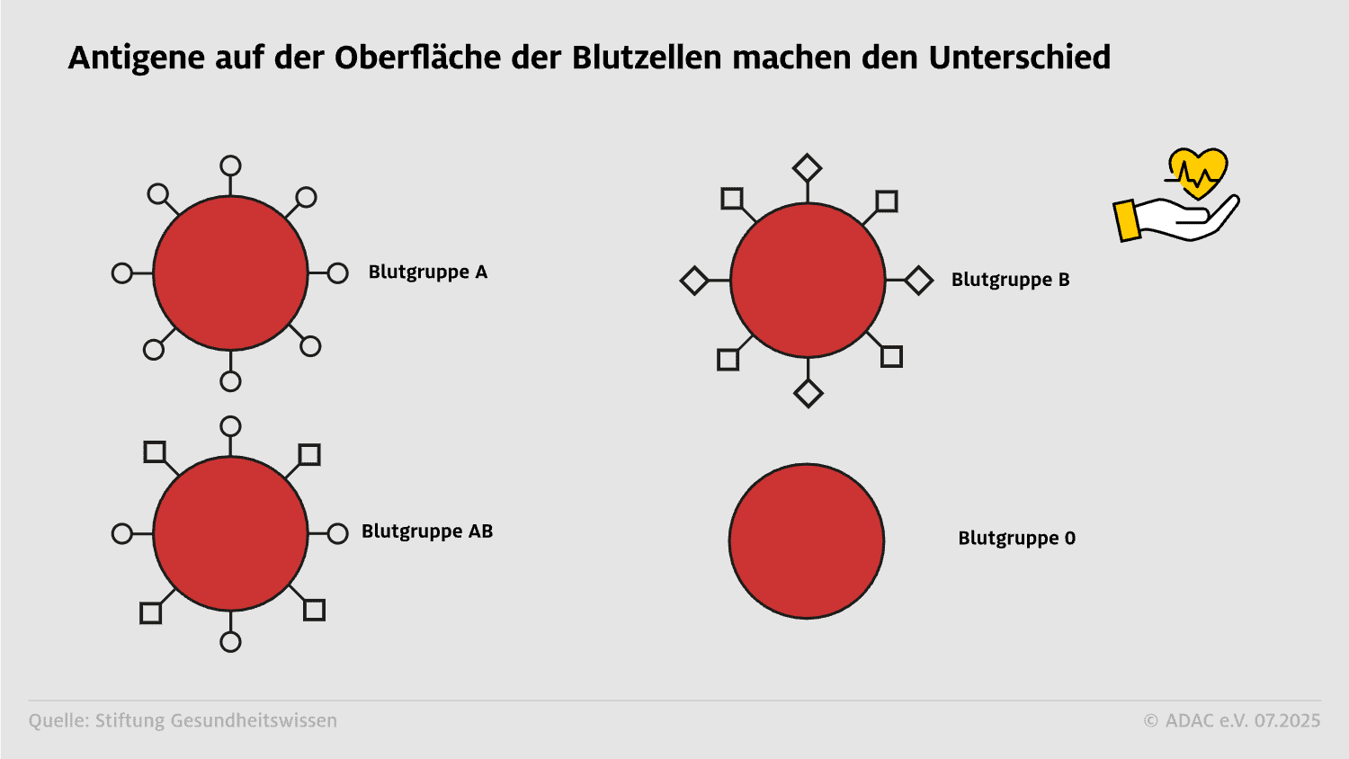 Blutgruppen: Antigene auf der Oberfläche machen den Unterschied