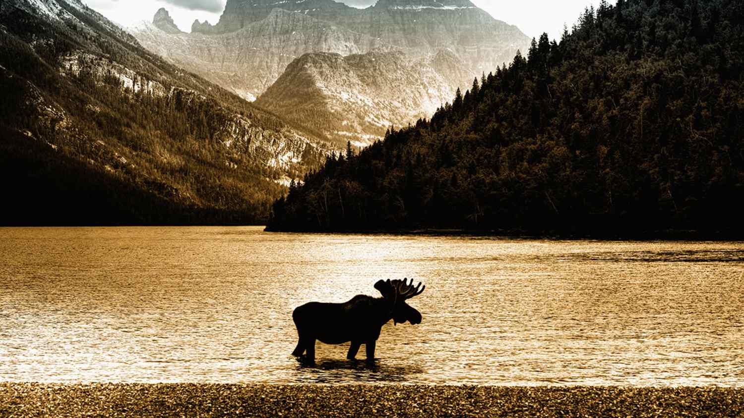 Waterton Lakes mit einem Elch im Wasser. Im Hintergrund befinden sich Berge mit teils wolkenverhangenem Himmel. Der See ist von Wald umgeben.