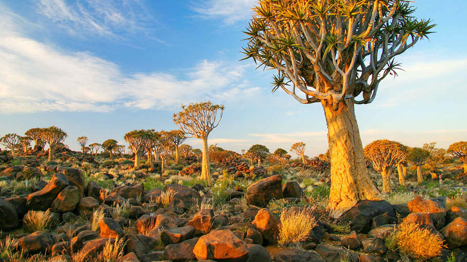 Landschaft bei Keetmanshoop in Namibia mit Köcherbaumwald. Zu sehen sind felsiger Boden, verstreute Vegetation und ein teils bewölkter Himmel. Die Bäume haben dicke Stämme und verzweigte Kronen mit spitzen Blättern.