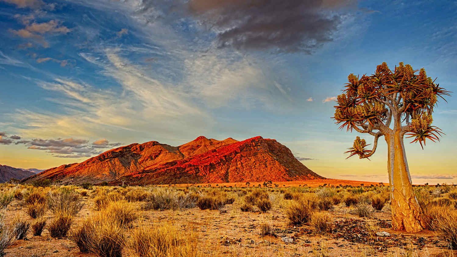 Wüstenlandschaft in Südafrika mit einem markanten Köcherbaum rechts im Bild, felsigen Bergen im Hintergrund im Licht des Sonnenauf- oder -untergangs und trockenem Gras sowie spärlicher Vegetation im Vordergrund unter teils bewölktem Himmel.