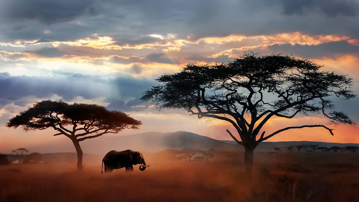 Ein wildlebender afrikanischer Elefant geht durch die Savanne im Serengeti-Nationalpark in Tansania. Im Hintergrund stehen Akazienbäume unter einem wolkenverhangenen Himmel, der vom Sonnenauf- oder -untergang warm beleuchtet wird.