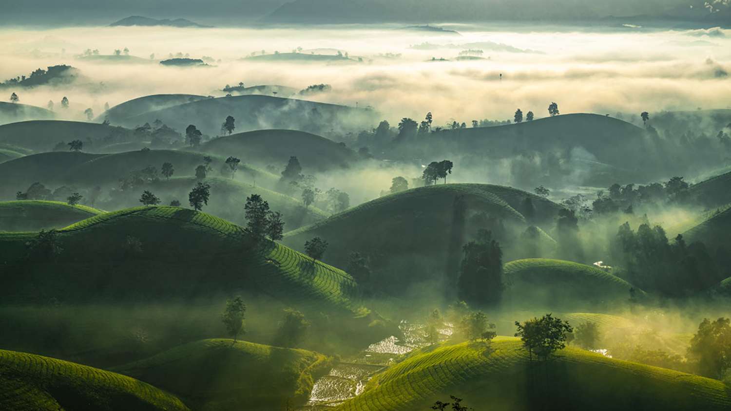Die Long Coc Tee-Hügel im Bezirk Tan Son in der Provinz Phu Tho, Vietnam. Die Landschaft zeigt grüne Hügel mit Teepflanzen, Nebel und einzelne Bäume. Sonnenlicht fällt auf die Szene.