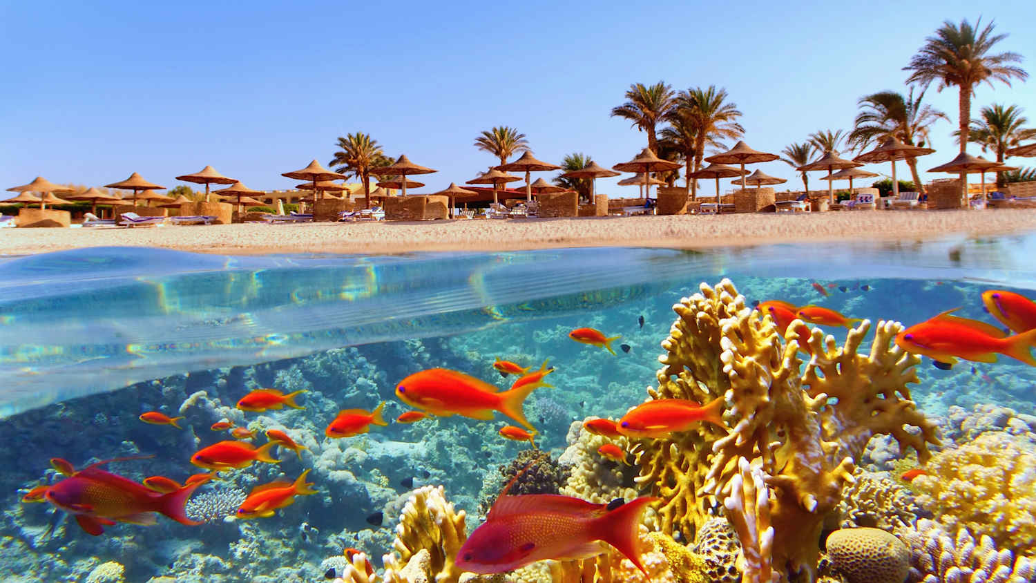 Blick vom Wasser auf einen Strand mit Palmen und Sonnenschirmen aus Bast. Im Vordergrund im Wasser rote Fische und Korallen.