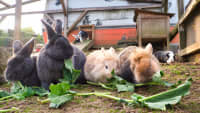 Die Kaninchen im Campingpark Bergisches Land bei Lindlar