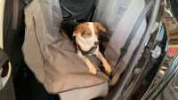 Ein Hund gesichert im Auto auf der Rückbank mit einem Gurt und angeschnallt