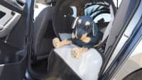 Der ADAC Test Tiersicherung mit Hund im Auto teilweise im Test ungesichert