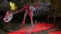 Beleuchtetes Skelett eine Höhlenbären in der Teufelshöhle Pottenstein