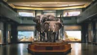 Elefanten im American Museum of Natural History