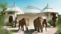 Elefanten vor dem Elefabntenhaus im Tierpark Hellabrunn
