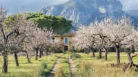 Mallorca zur Mandelblüte im Februar