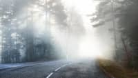 Landstraße im lichten Wald bei Nebel