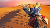 Ein Kamelritt durch die wüste Marokkos