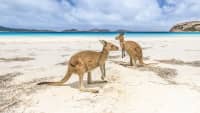 Zwei Kängurus sitzen an einem Strand am Meer