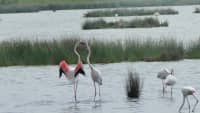 Flamingos stehen im Wasser