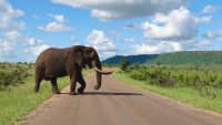 Ein Elefant im Krüger Nationalpark Südafrika