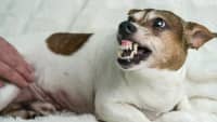 Ein Hund fletscht die Zähne bedrohlich
