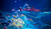 Hai und Fische in einem Aquarium im Gadaland Sea Life