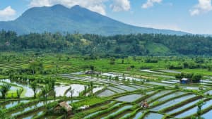 Reisterrassen in der Region Tejakula af Bali