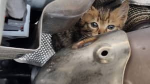 Katzenbaby unter einem Auto