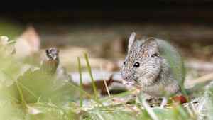 Eine kleine Feldmaus knabbert an etwas