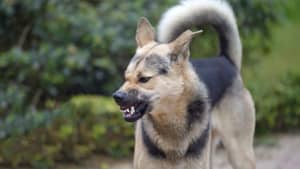 Aggressiver Hund