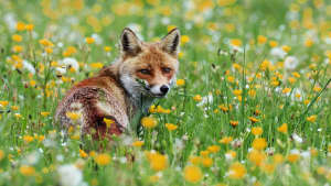 Ein Fuchs der auf einer Blumenwiese steht