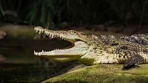 Ein Krokodil reist sein Maul auf
