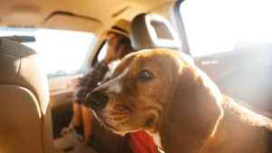 Ein Hund sitzt auf der Rückbank eines Autos