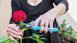Eine Frau -mit von Rheuma verformten Fingern- Blumen