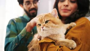 Ein Ehepaar welches eine Katze auf dem Arm hält