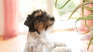 Ein Hund der kurz davor ist in eine giftige Pflanze zu beißen