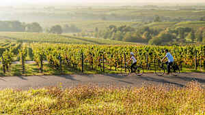 Der Radweg Deutsche Weinstraße führt inmitten der Weinberge durch herrliche Landschaften
