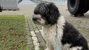 Ein Hund sitzt auf der Straße