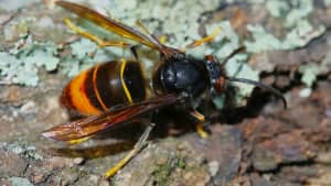 Eine asiatische Hornisse