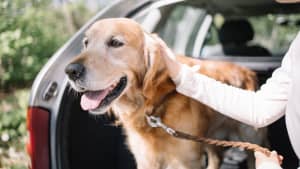Ein Hund sitzt im Kofferraum eines Autos