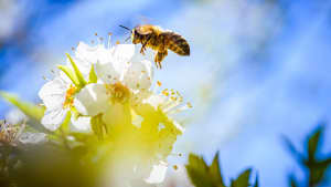Eine Honigbiene fliegt zu einer Blüte