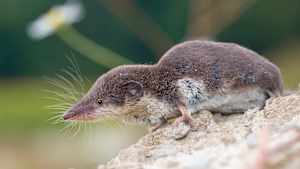 Eine Feldspitzmaus sitzt auf dem Boden