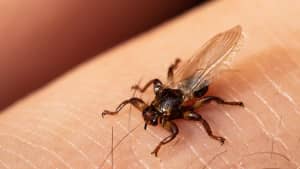 Eine Fliegende Zecke auch Hirschlausfliege genannt, sitzt auf einem Menschenarm