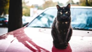 Schwarze Katze sitzt auf rotem Auto