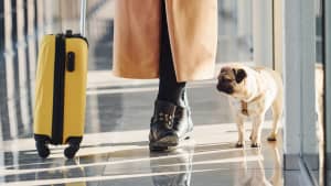 Frau mit Mops am Flughafen