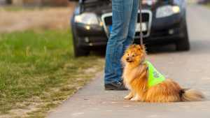 Eine Frau mit ihrem Hund neben dem Auto mit Autopanne